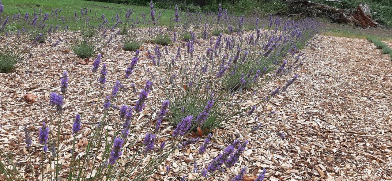 Skamania Angels Rest B&B Lavender Farm מראה חיצוני תמונה
